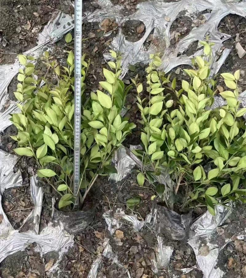 金森女貞 金森女貞