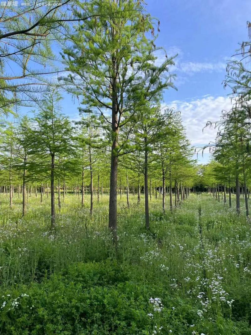 池杉落葉喬木 池杉落葉喬木