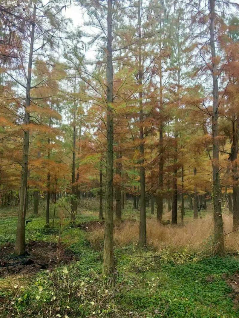 池杉落葉喬木 池杉落葉喬木