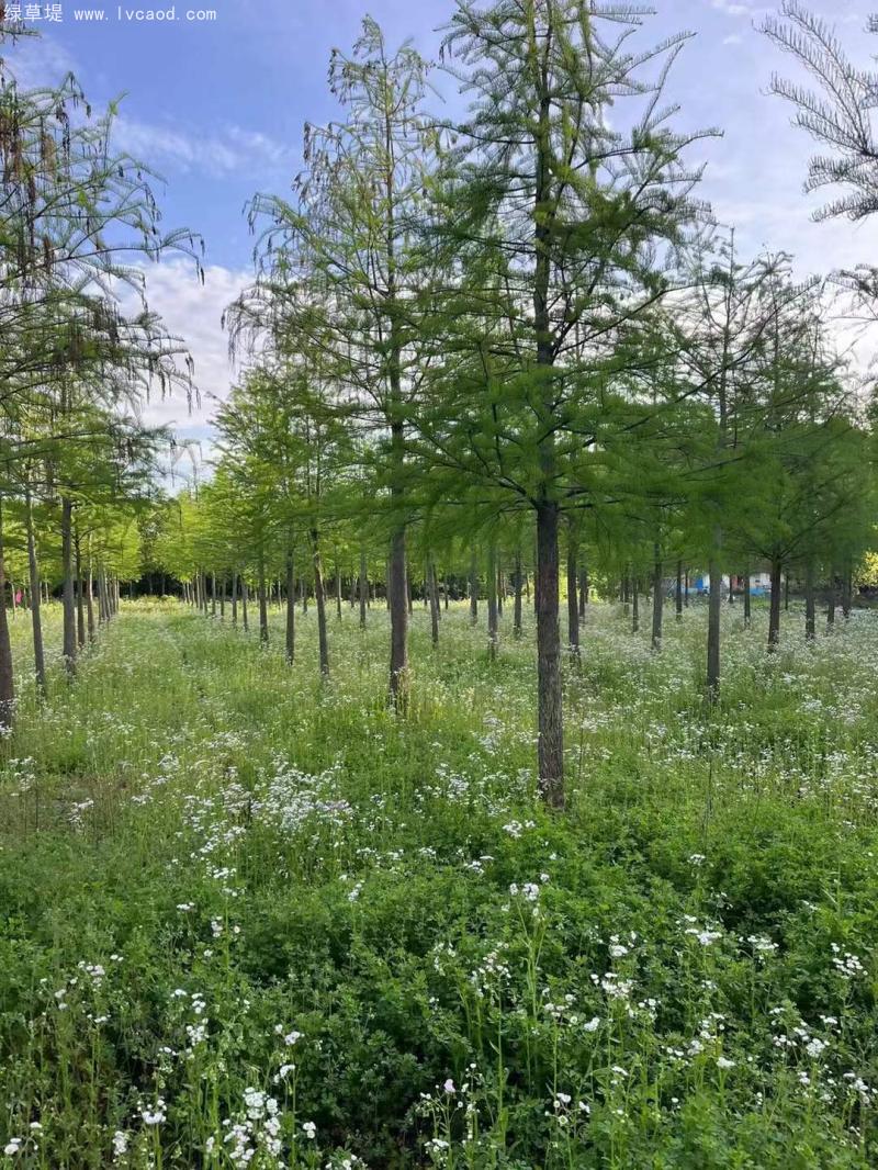 池杉落葉喬木 池杉落葉喬木