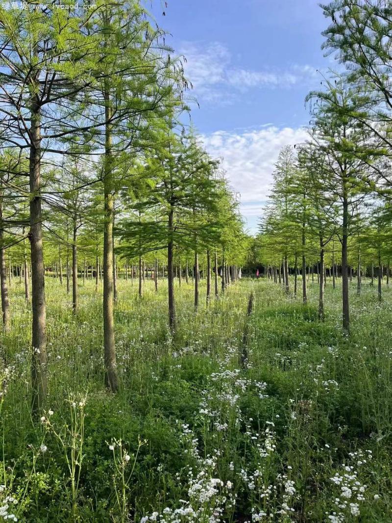 池杉落葉喬木 池杉落葉喬木