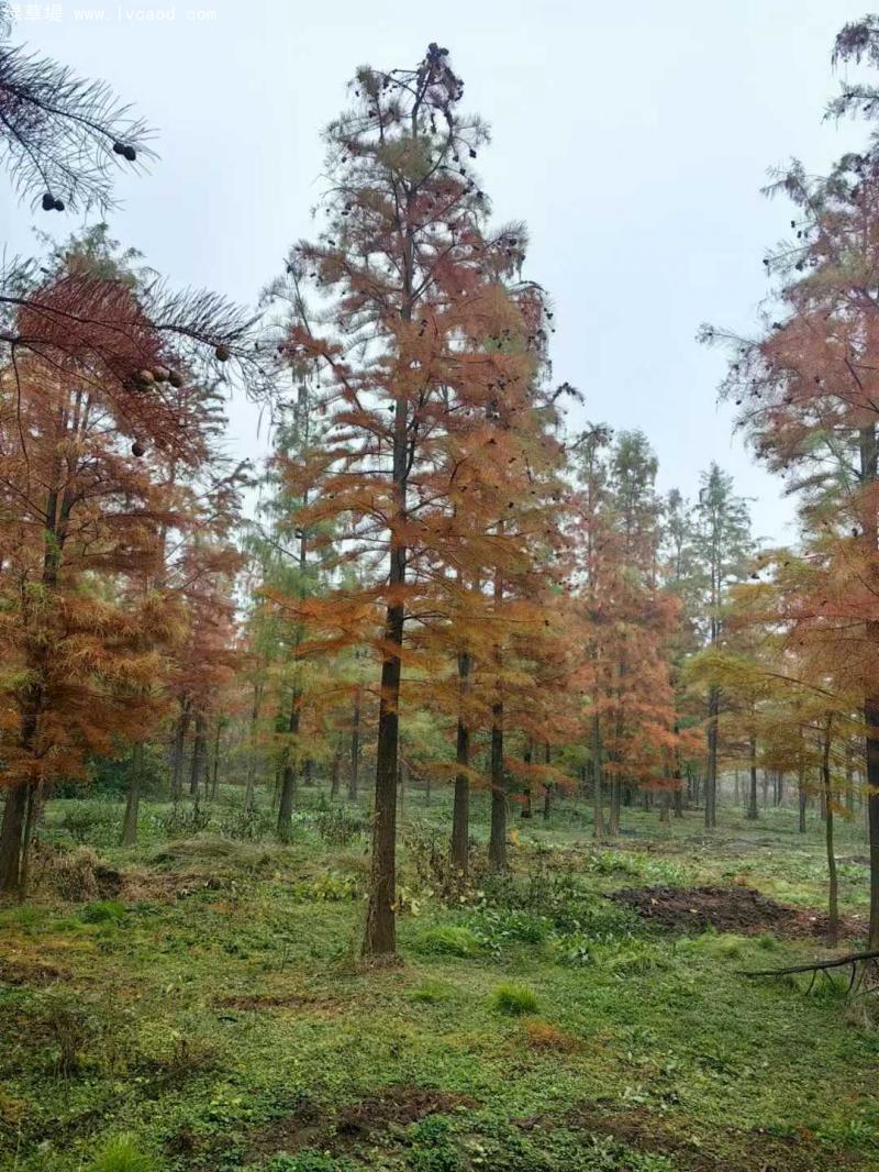 池杉落葉喬木 池杉落葉喬木