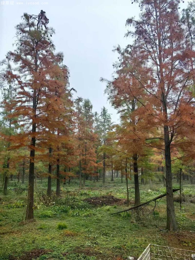 池杉落葉喬木 池杉落葉喬木