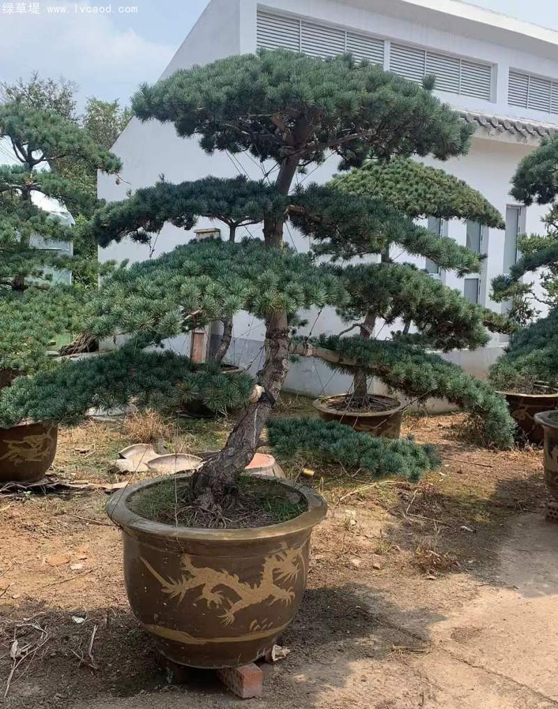 大阪松盆栽盆景造型 大阪松盆栽盆景造型