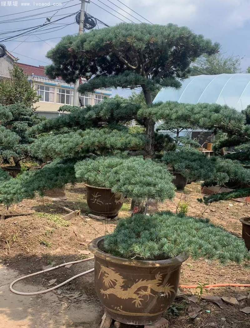 大阪松盆栽盆景造型 大阪松盆栽盆景造型