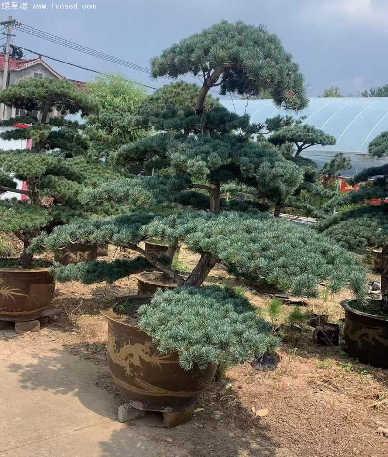 大阪松盆栽盆景造型 大阪松盆栽盆景造型