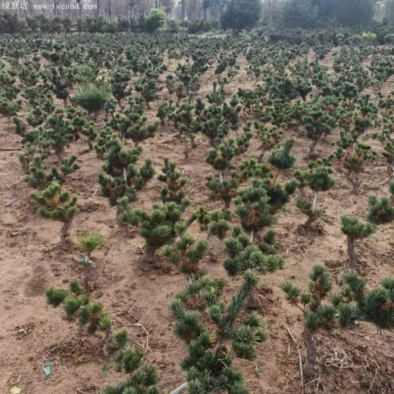 大阪松盆栽盆景造型 大阪松盆栽盆景造型