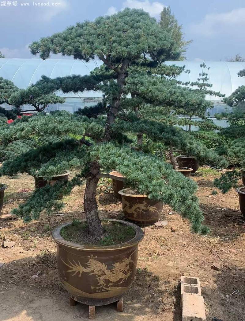 大阪松盆栽盆景造型 大阪松盆栽盆景造型