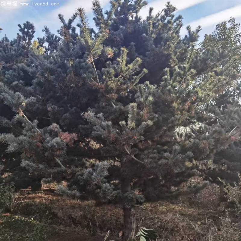 大阪松盆栽盆景造型 大阪松盆栽盆景造型