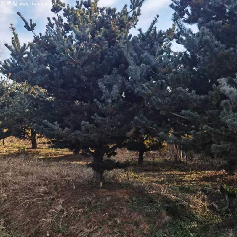 大阪松盆栽盆景造型 大阪松盆栽盆景造型