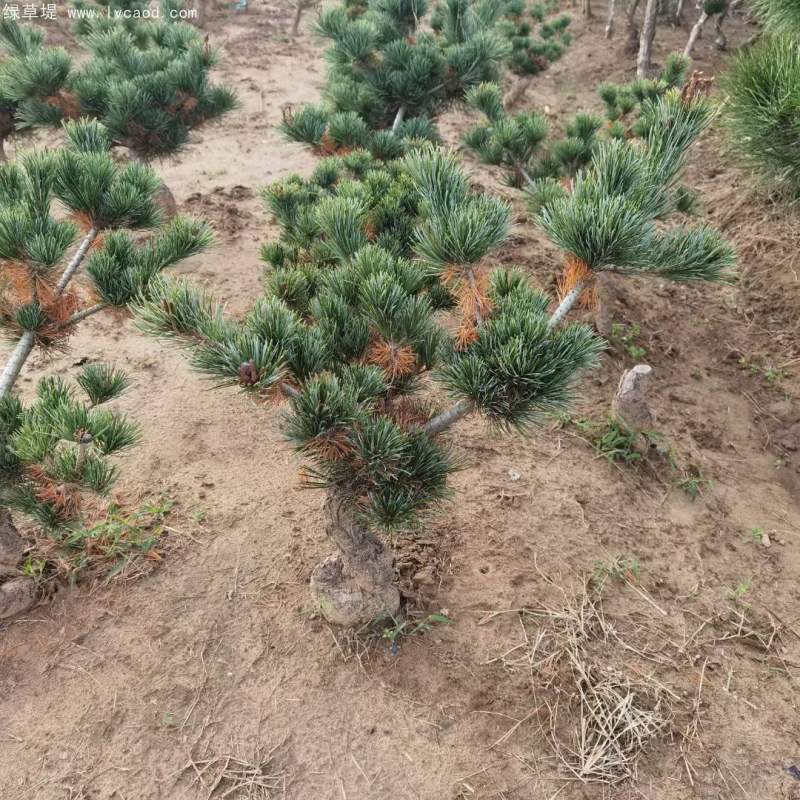 大阪松盆栽盆景造型 大阪松盆栽盆景造型
