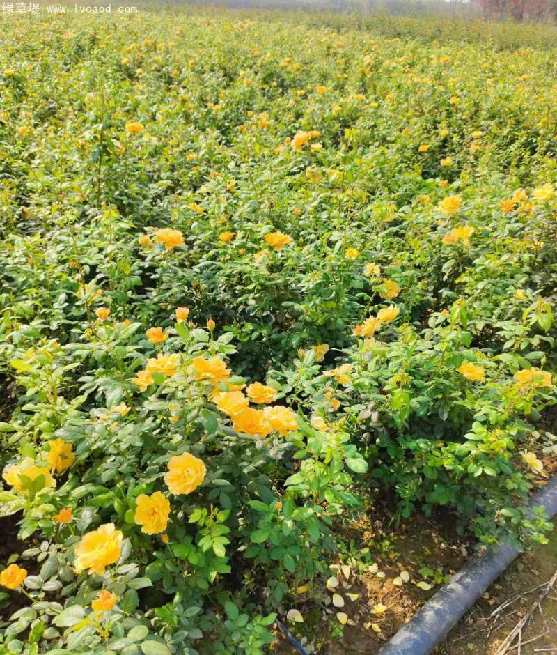 大花月季杯苗袋苗容器苗