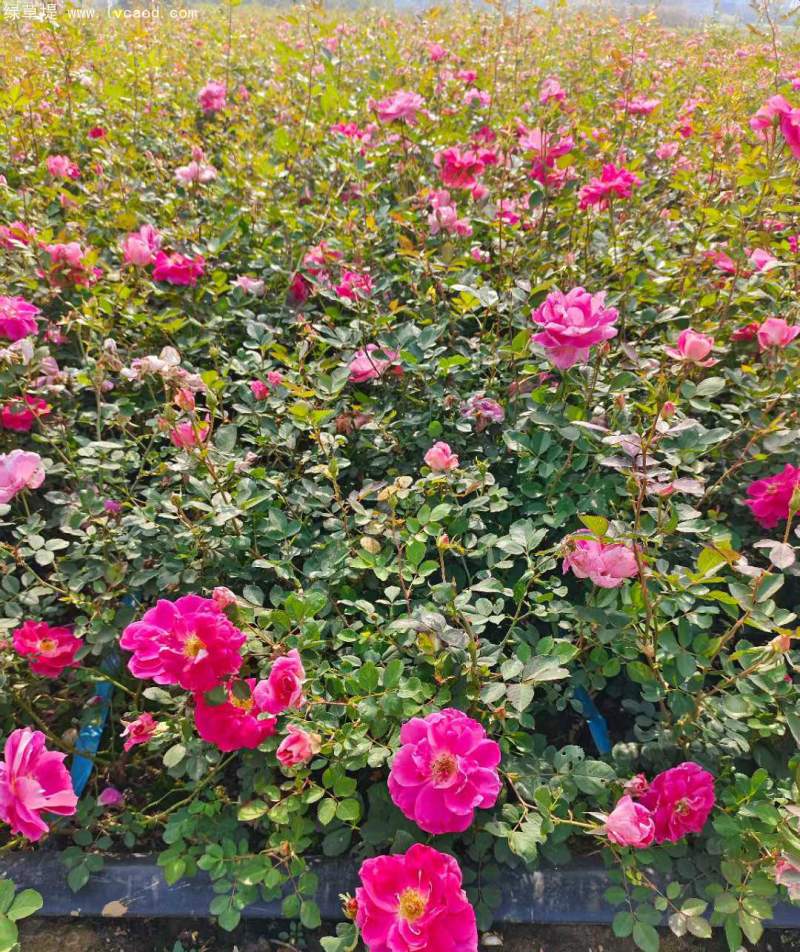 大花月季杯苗袋苗容器苗 大花月季杯苗袋苗容器苗