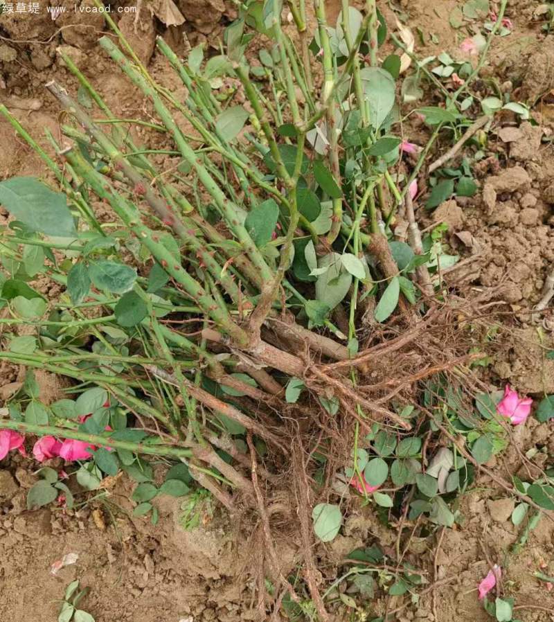 大花月季裸根苗大田苗 大花月季裸根苗大田苗