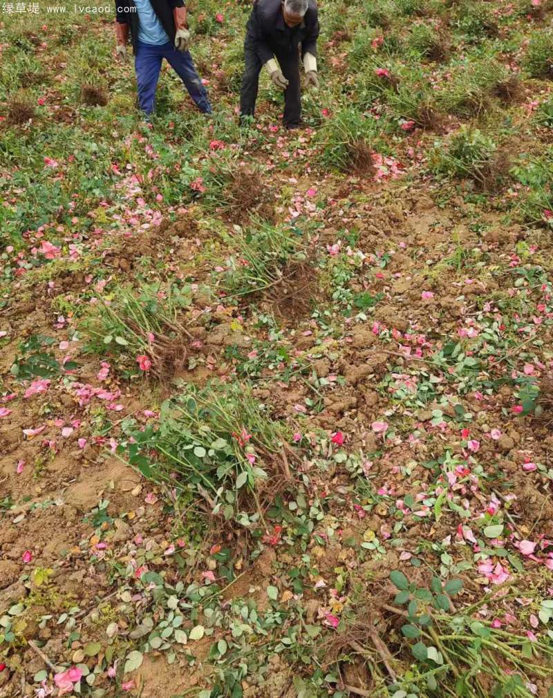 大花月季裸根苗大田苗 大花月季裸根苗大田苗