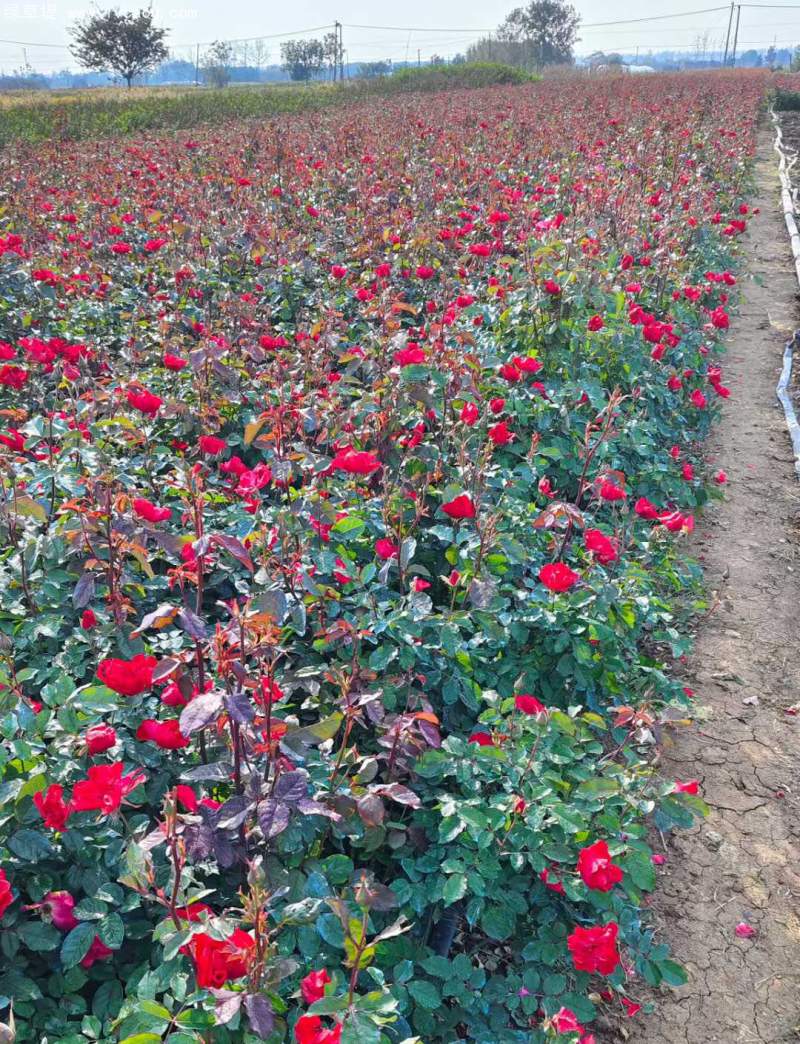 大花月季裸根苗大田苗