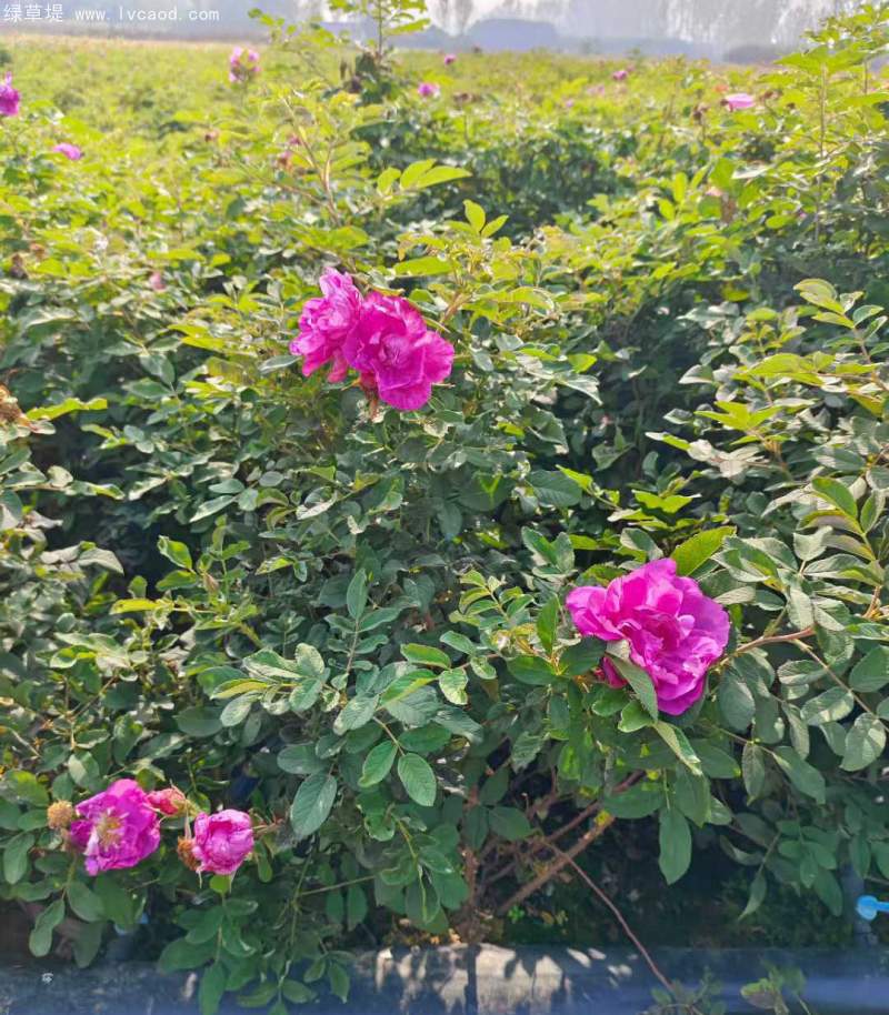 大花月季杯苗袋苗容器苗 大花月季杯苗袋苗容器苗