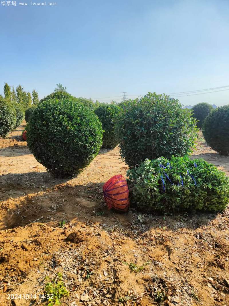 大葉黃楊球 大葉黃楊球