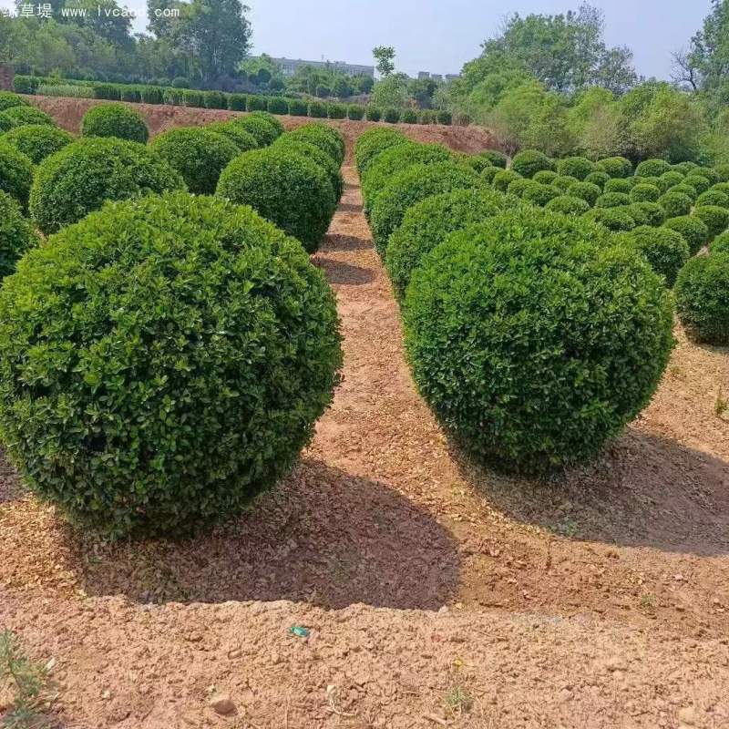 大葉黃楊球 大葉黃楊球