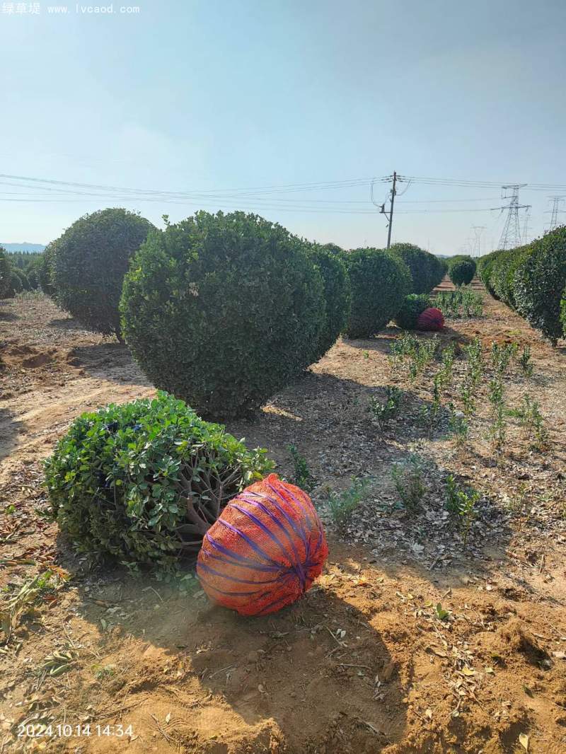 大葉黃楊球 大葉黃楊球