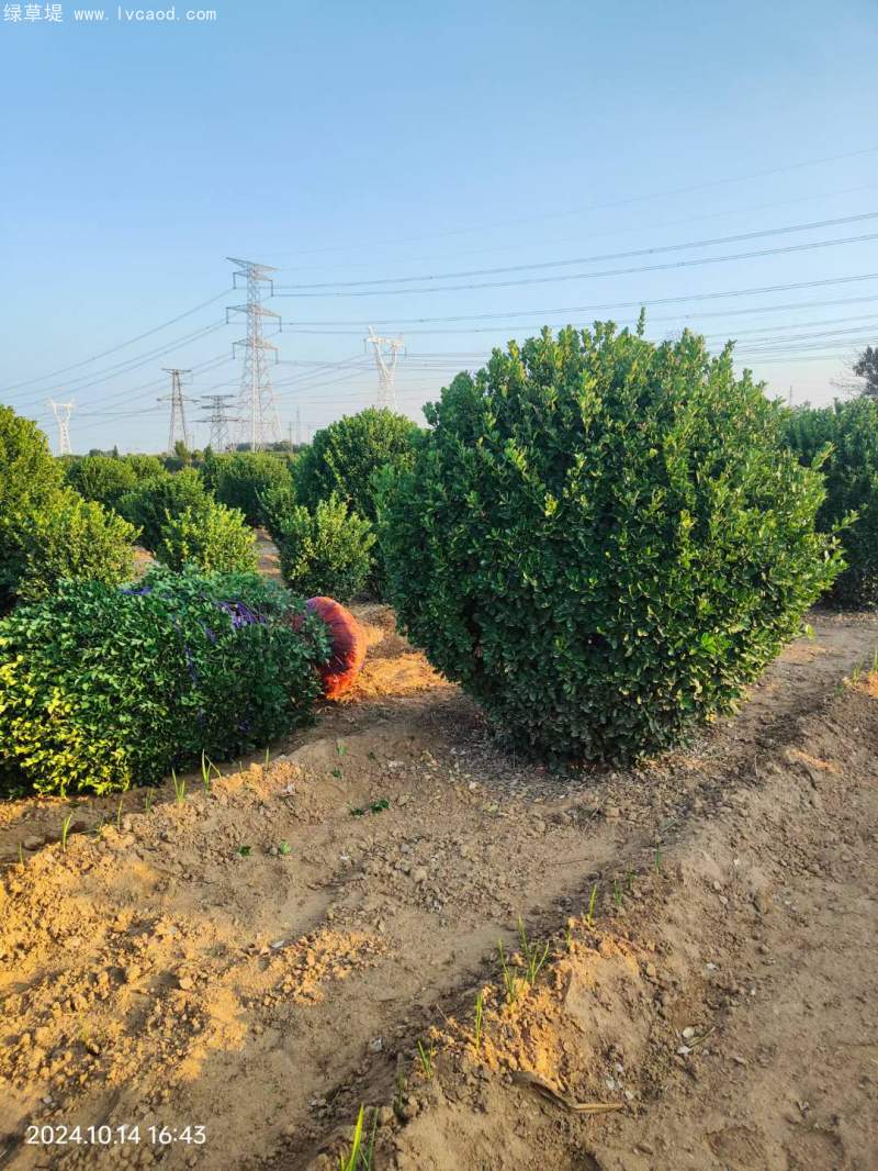 大葉黃楊球 大葉黃楊球