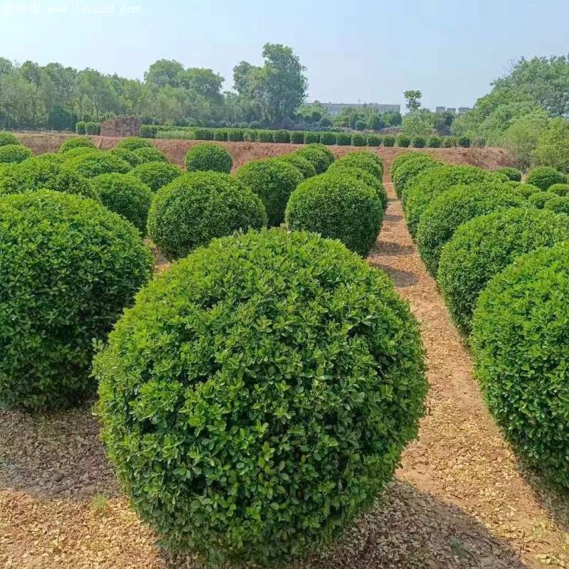 大葉黃楊球 大葉黃楊球