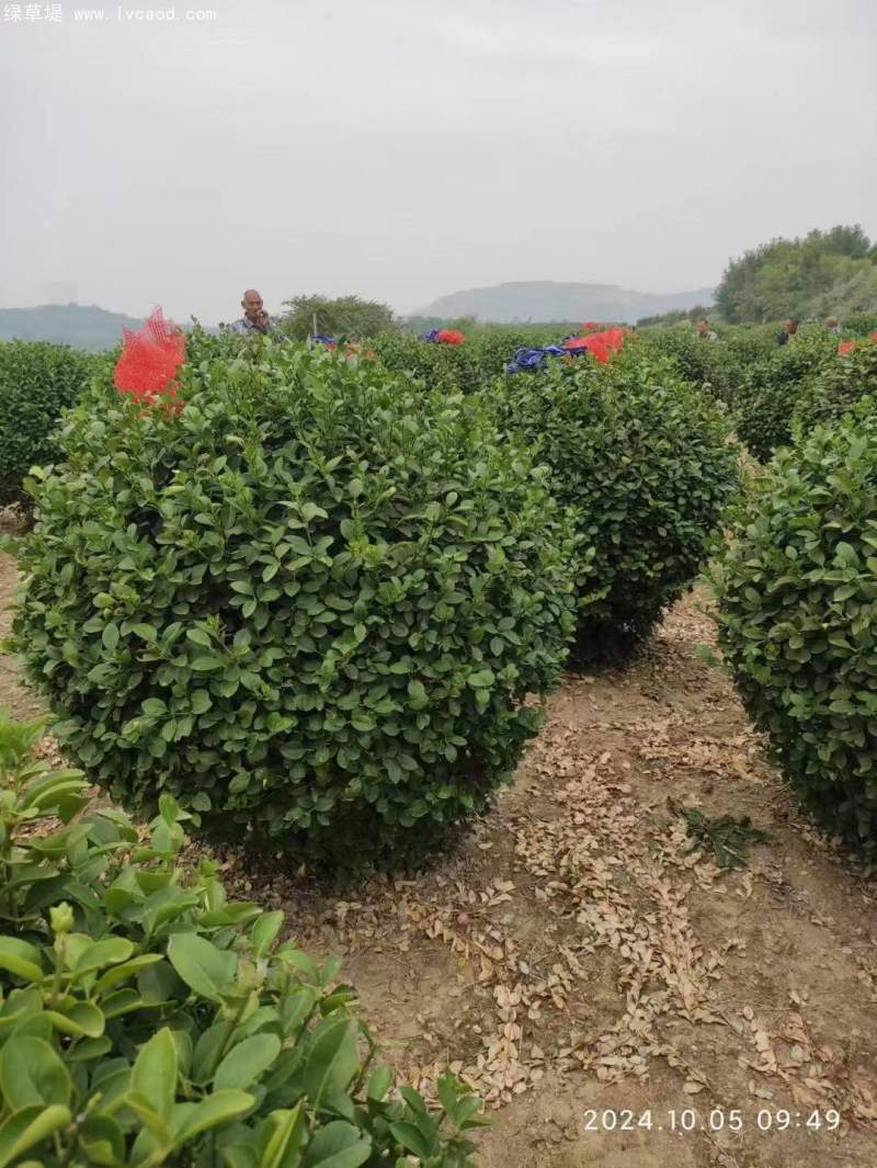 大葉黃楊球 大葉黃楊球