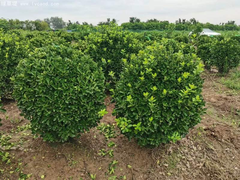 大葉黃楊球 大葉黃楊球