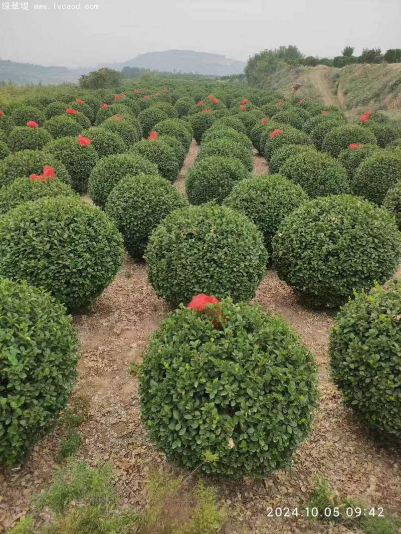 大葉黃楊球 大葉黃楊球