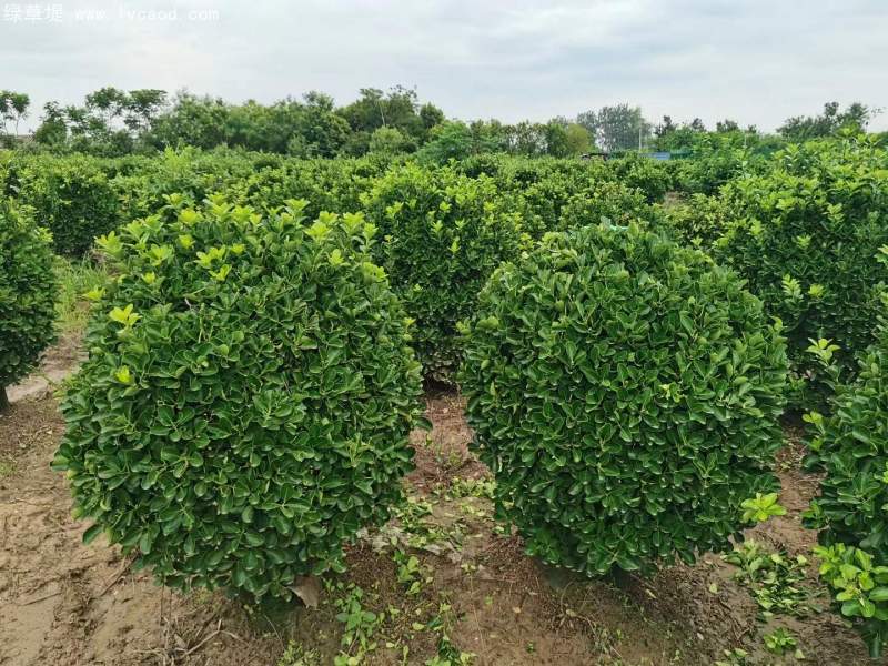 大葉黃楊球 大葉黃楊球