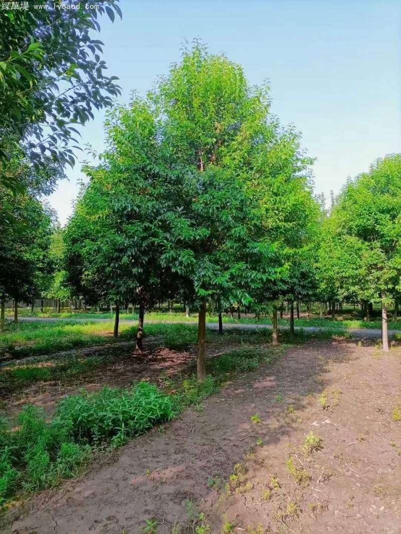 大葉女貞 大葉女貞