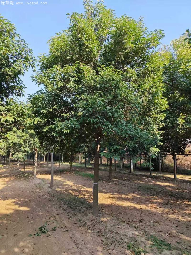 大葉女貞 大葉女貞