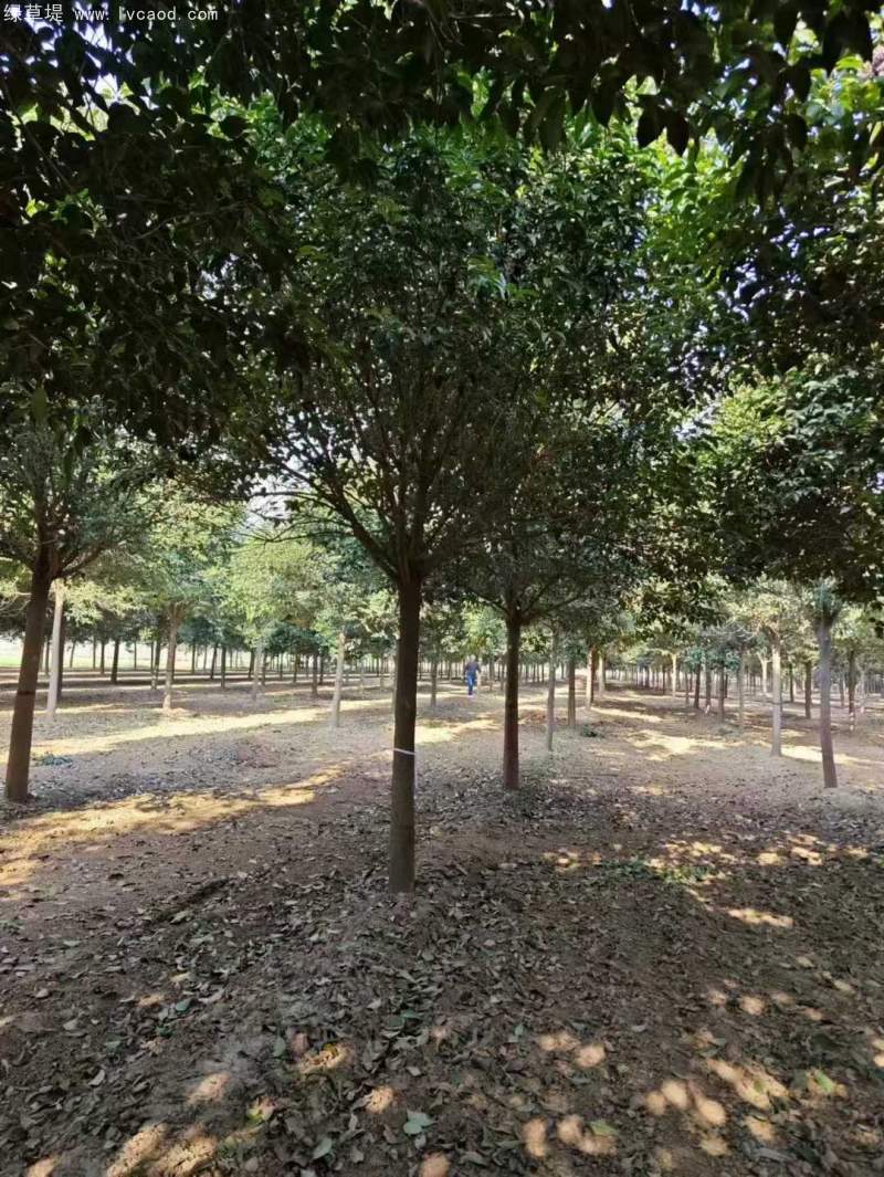 大葉女貞 大葉女貞