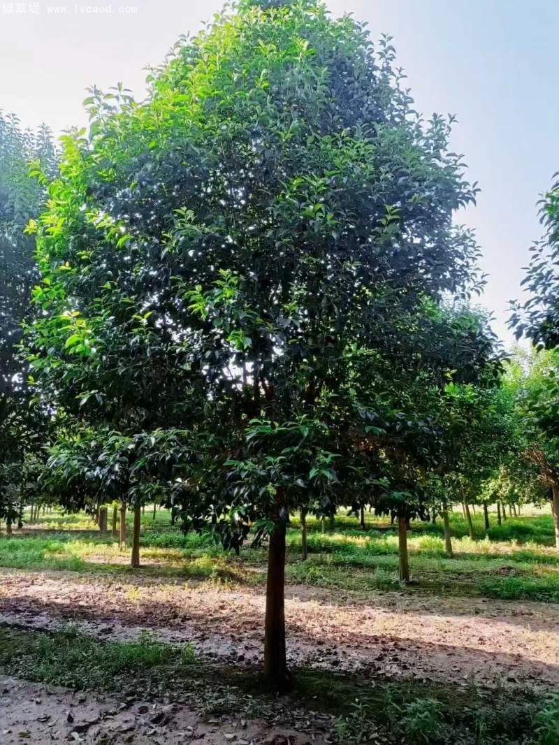 大葉女貞 大葉女貞