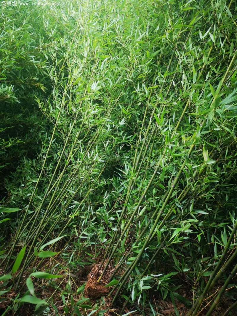 青竹苗綠竹苗 青竹苗綠竹苗