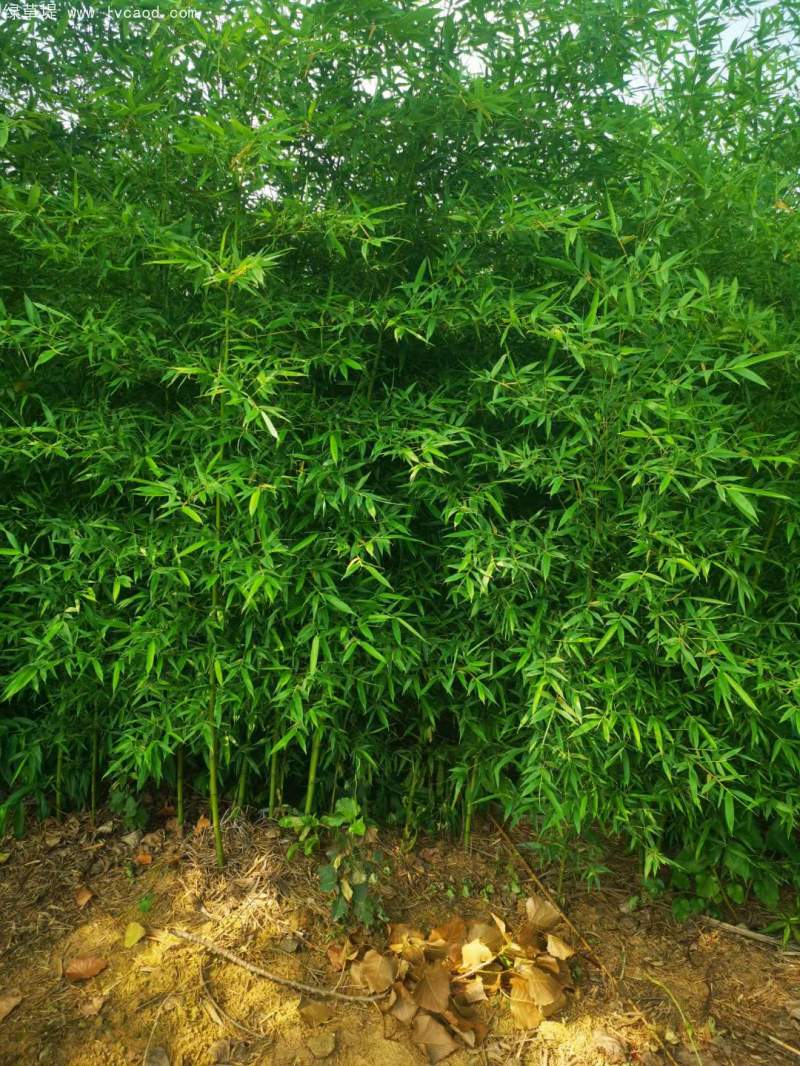 青竹苗綠竹苗 青竹苗綠竹苗