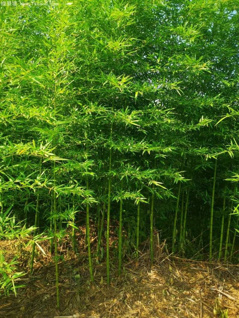 青竹苗綠竹苗 青竹苗綠竹苗