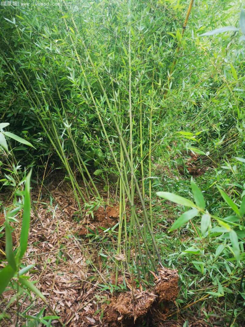 青竹苗綠竹苗 青竹苗綠竹苗