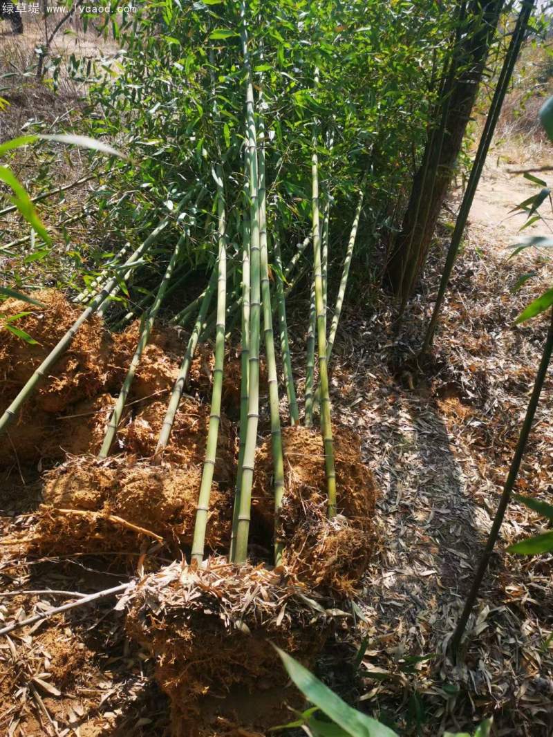 青竹苗綠竹苗 青竹苗綠竹苗