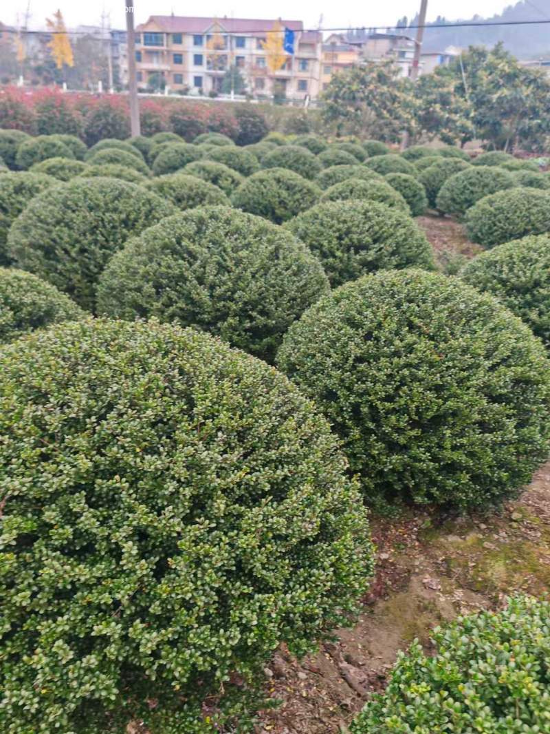 龜甲冬青球 龜甲冬青球