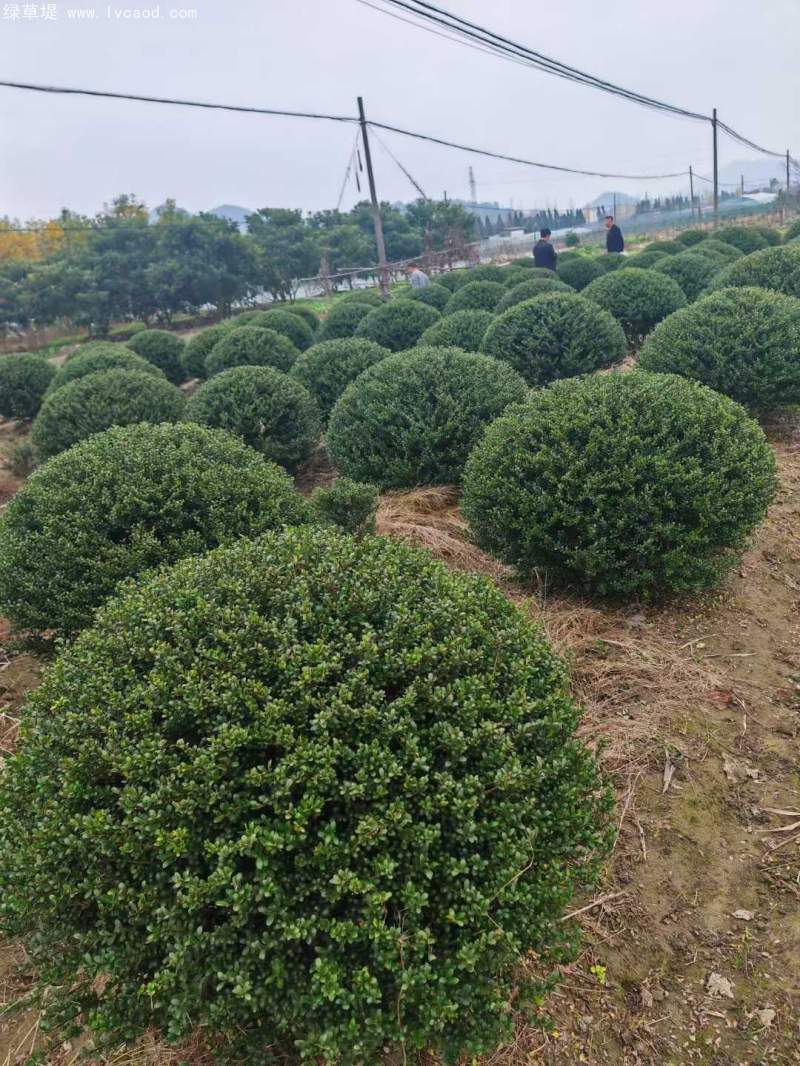 龜甲冬青球 龜甲冬青球