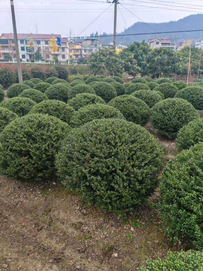 龜甲冬青球 龜甲冬青球