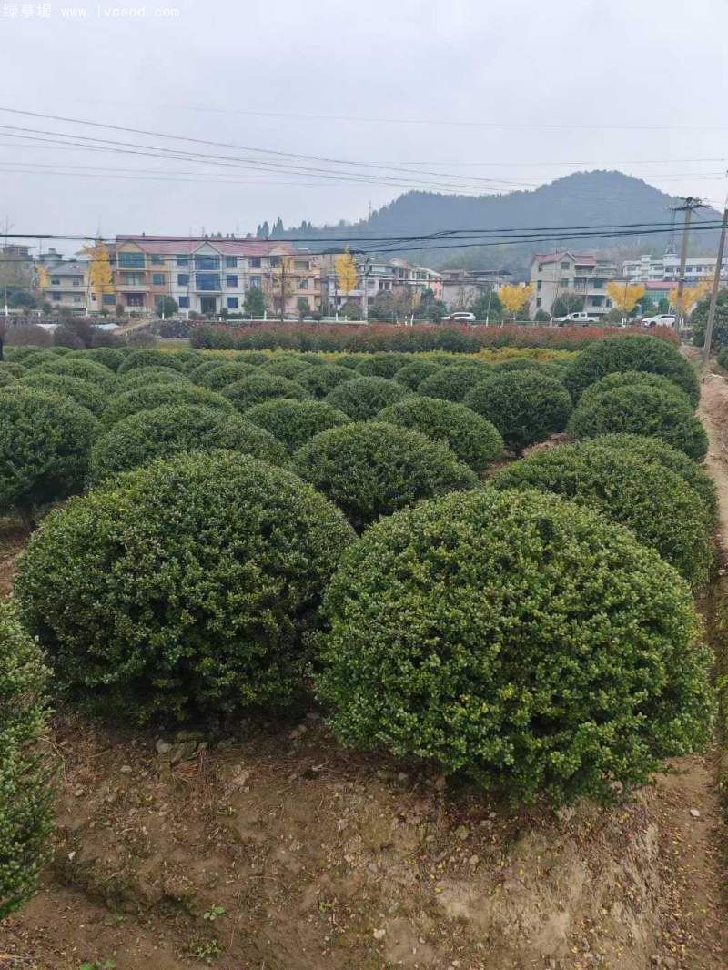 龜甲冬青球 龜甲冬青球