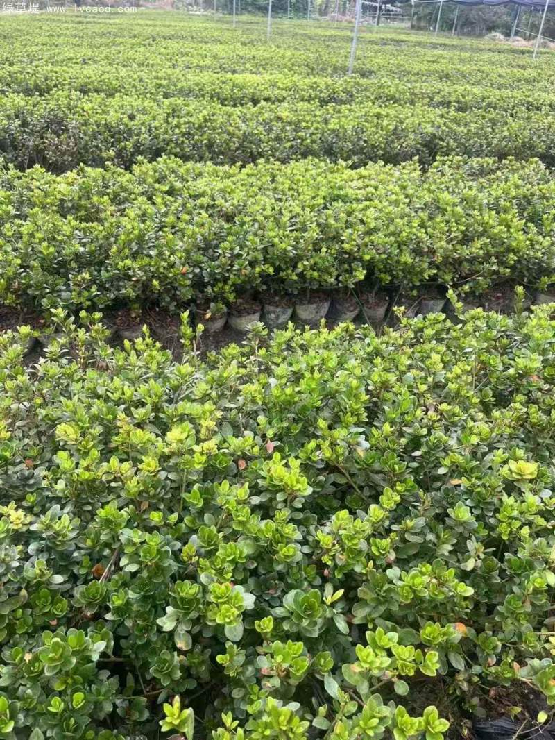 夏季開花的杜鵑花杜鵑苗 夏季開花的杜鵑花杜鵑苗