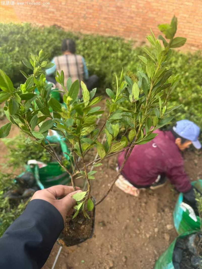 春杜鵑花 春杜鵑花