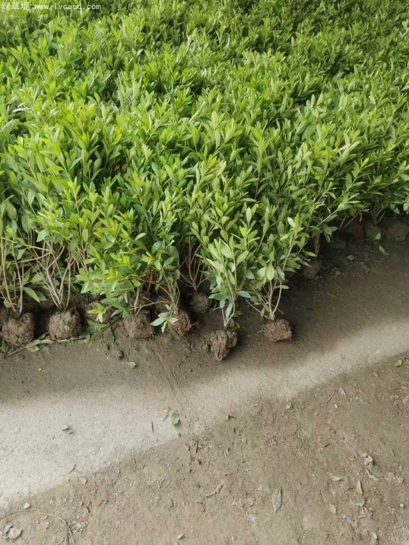 杜鵑花杜鵑苗 杜鵑花杜鵑苗