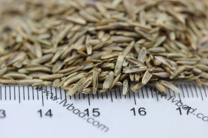 多年生黑麥草種子 多年生黑麥草種子