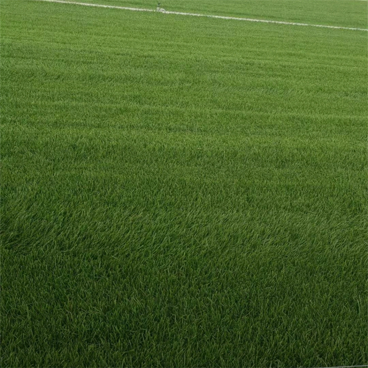 四季青草坪 四季青草坪