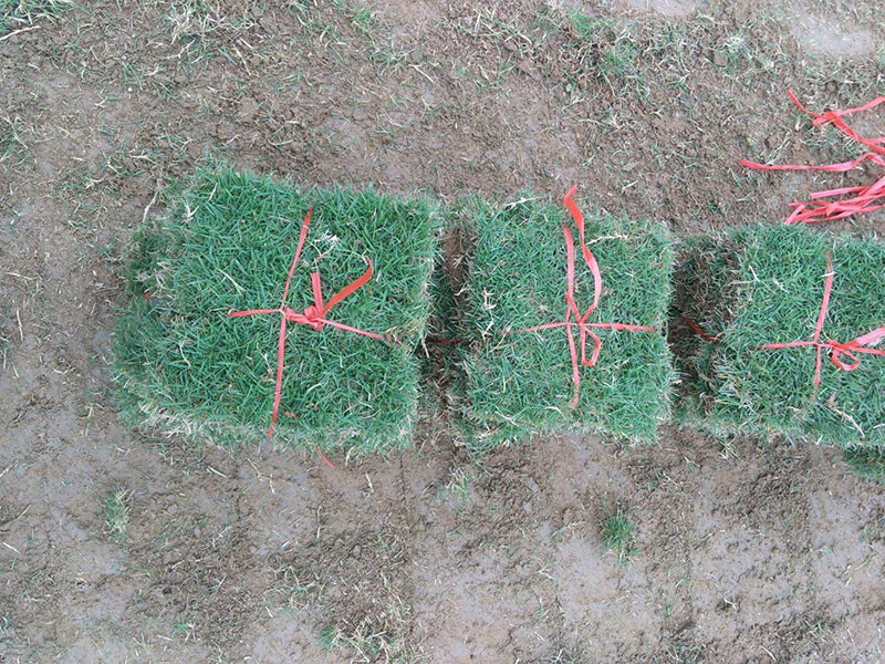 馬尼拉草坪 馬尼拉草坪