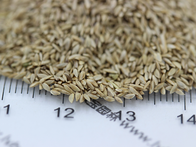 狗牙根種子圖片 狗牙根種子圖片